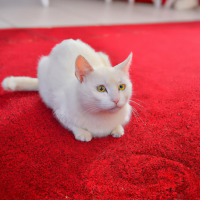 White Cat on the red carpet
