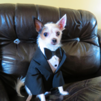 Dog with suits